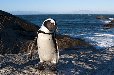 Jackass penguin (Speniscus demersus) (African penguin), Boulders Beach, Cape Town, South Africa, Africa