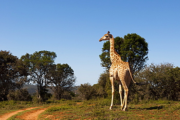 Giraffe (Giraffa camelopardalis), Kariega Game Reserve, South Africa, Africa