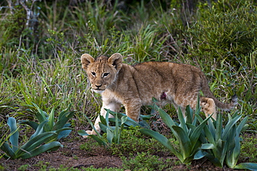 Lion cub (Panthera leo), Kariega Game Reserve, South Africa, Africa