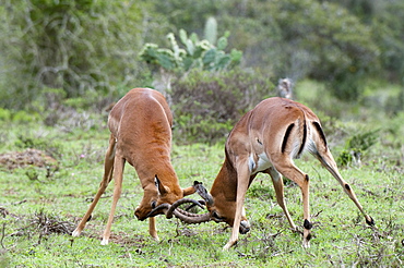 Impala (Aepyceros melampus), Kariega Game Reserve, South Africa, Africa