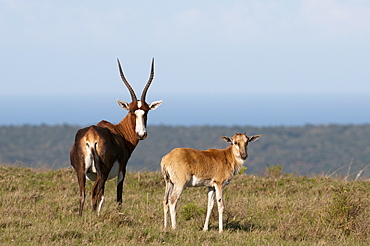 Blesbok (Damaliscus dorcas), Kariega Game Reserve, South Africa, Africa