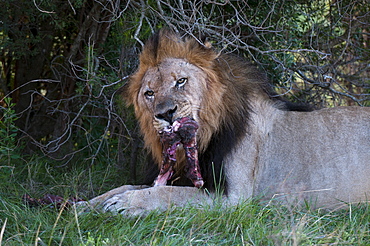 Lion (Panthera leo) eating a wildebeest, Kariega Game Reserve, South Africa, Africa