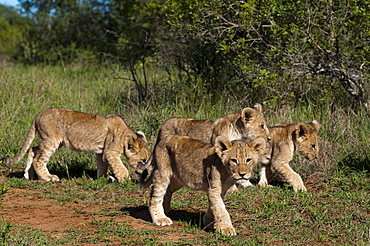 Lion (Panthera leo), Kariega Game Reserve, South Africa, Africa