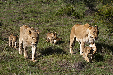 Lion (Panthera leo), Kariega Game Reserve, South Africa, Africa