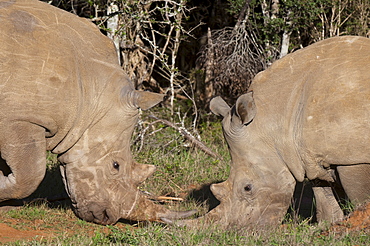 White rhinoceros (Caratotherium simum), Kariega Game Reserve, South Africa, Africa