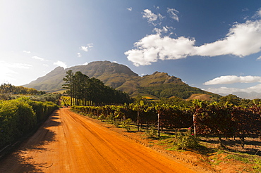 Zorgvliet Wine Estate, Stellenbosch, Cape Province, South Africa, Africa