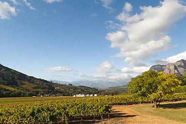 Zorgvliet Wine Estate, Stellenbosch, Cape Province, South Africa, Africa