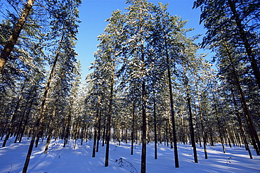 Lulea, Lapland, Sweden, Scandinavia, Europe