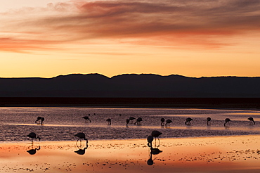 Chilean Flamingo (Phoenicopterus chilensis), Laguna Chaxa, Salar de Atacama, Atacama Desert, Chile, South America