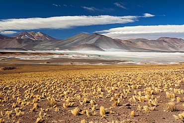 Salar de Talar, Atacama Desert, Chile, South America