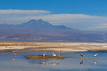 Chilean Flamingo (Phoenicopterus chilensis), Laguna Chaxa, Salar de Atacama, Atacama Desert, Chile, South America