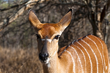 Nyala (Tragelaphus angasii), Kapama Game Reserve, South Africa, Africa