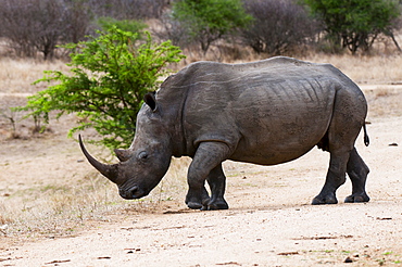 White rhinoceros (Ceratotherium simum), Kapama Game Reserve, South Africa, Africa