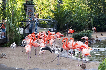 San Diego Zoo, Balboa Park, San Diego, California, United States of America, North America