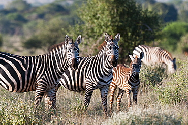 Grant's zebra (Equus quagga boehmi), Lualenyi Game Reserve, Kenya, East Africa, Africa