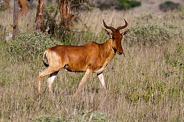 Cokes hartebeest (Alcelaphus buselaphus), Lualenyi Game Reserve, Kenya, East Africa, Africa