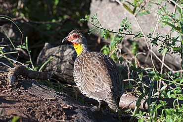 Yellow-necked spurfowl (Francolinus leucoscepus), Lualenyi Game Reserve, Kenya, East Africa, Africa