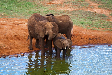 Elephants (Loxodonta africana) at water hole, Tsavo East National Park, Kenya, East Africa, Africa