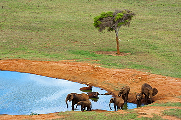 Elephants (Loxodonta africana) and Cape Buffalos (Syncerus caffer) at water hole, Tsavo East National Park, Kenya, East Africa, Africa