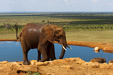 Elephants (Loxodonta africana) at water hole, Tsavo East National Park, Kenya, East Africa, Africa