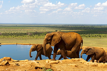 Elephants (Loxodonta africana) at water hole, Tsavo East National Park, Kenya, East Africa, Africa