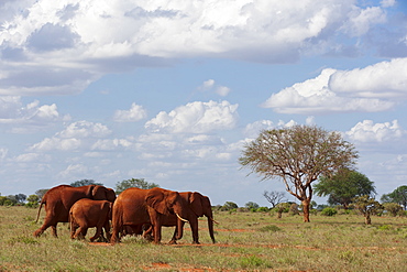 Elephants (Loxodonta africana), Tsavo East National Park, Kenya, East Africa, Africa