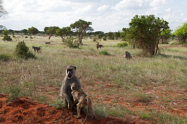 Yellow baboons (Papio hamadryas cynocephalus), Tsavo East National Park, Kenya, East Africa, Africa