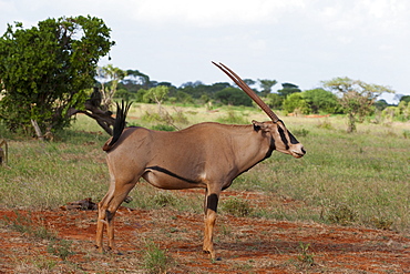 Oryx (Oryx gazella), Tsavo East National Park, Kenya, East Africa, Africa