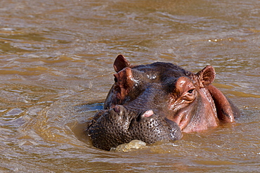 Hippopotamus (Hippopotamus amphibius), Tsavo East National Park, Kenya, East Africa, Africa