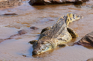 Nile crocodile (Crocodylus niloticus), Tsavo East National Park, Kenya, East Africa, Africa