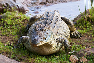 Nile crocodile (Crocodylus niloticus), Tsavo East National Park, Kenya, East Africa, Africa