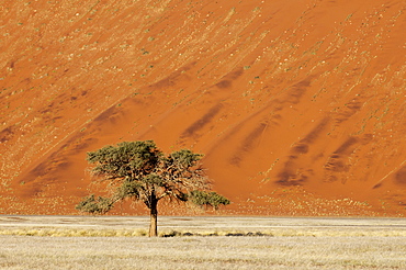 Sand dune, Sossusvlei, Namib Naukluft Park, Namib Desert, Namibia, Africa