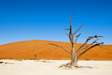 Dead trees, Deadvlei, Sossusvlei, Namib Naukluft Park, Namib Desert, Namibia, Africa