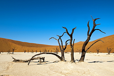 Dead trees, Deadvlei, Sossusvlei, Namib Naukluft Park, Namib Desert, Namibia, Africa