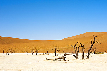 Dead trees, Deadvlei, Sossusvlei, Namib Naukluft Park, Namib Desert, Namibia, Africa