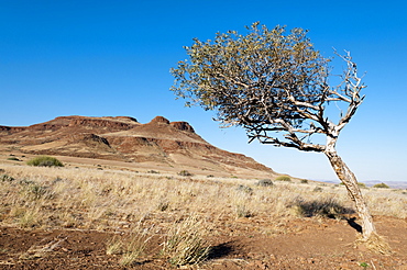 Huab River Valley, Torra Conservancy, Damaraland, Namibia, Africa