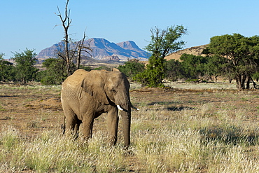 Desert elephant (Loxodonta africana), Huab River Valley, Torra Conservancy, Damaraland, Namibia, Africa