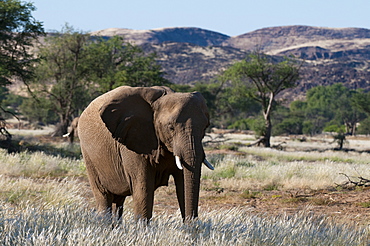 Desert elephant (Loxodonta africana), Huab River Valley, Torra Conservancy, Damaraland, Namibia, Africa