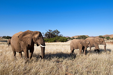 Desert elephants (Loxodonta africana), Huab River Valley, Torra Conservancy, Damaraland, Namibia, Africa