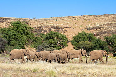 Desert elephants (Loxodonta africana), Huab River Valley, Torra Conservancy, Damaraland, Namibia, Africa