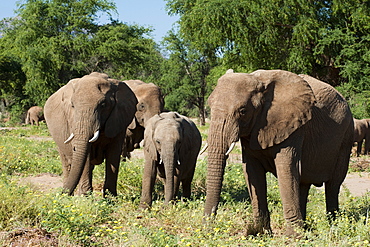 Desert elephants (Loxodonta africana), Huab River Valley, Torra Conservancy, Damaraland, Namibia, Africa