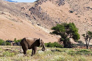 Desert elephant (Loxodonta africana), Huab River Valley, Torra Conservancy, Damaraland, Namibia, Africa