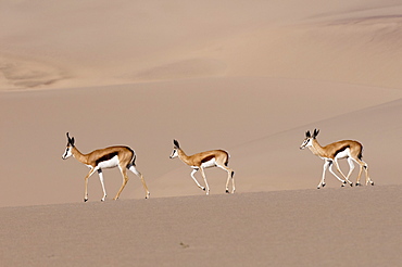 Springbok (Antidorcas marsupialis) on sand dune, Skeleton Coast National Park, Namibia, Africa