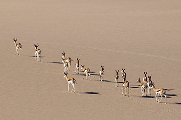 Springbok (Antidorcas marsupialis) on sand dune, Skeleton Coast National Park, Namibia, Africa