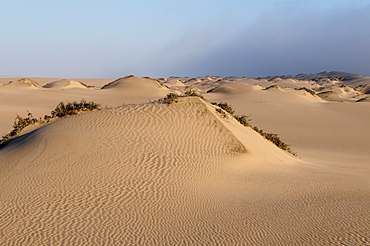 Sand dunes, Skeleton Coast National Park, Namibia, Africa