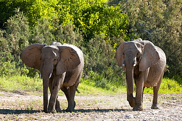 Desert elephants (Loxodonta africana), Skeleton Coast National Park, Namibia, Africa