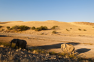 Desert elephant (Loxodonta africana), Skeleton Coast National Park, Namibia, Africa