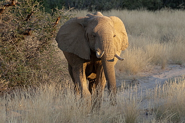 Desert elephant (Loxodonta africana), Skeleton Coast National Park, Namibia, Africa