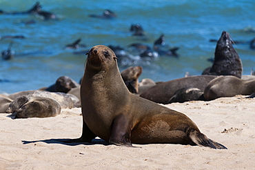 Cape fur seal (Arctocephalus pusilus), Skeleton Coast National Park, Namibia, Africa