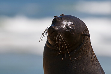 Cape fur seal (Arctocephalus pusilus), Skeleton Coast National Park, Namibia, Africa